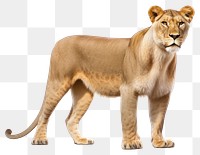 PNG Wildlife mammal animal carnivora. AI generated Image by rawpixel.