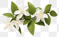 PNG Star Jasmine blossom flower plant. 