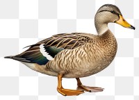 PNG Duck mallard animal bird. 