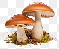 PNG Mushroom fungus agaric plant. AI generated Image by rawpixel.