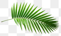 PNG Plant green leaf tree