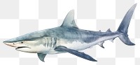 PNG Shark swimming animal fish, digital paint illustration.