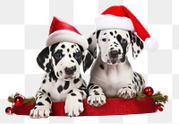 PNG Christmas dalmatian mammal animal. 