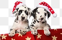 PNG Christmas dalmatian mammal animal. 