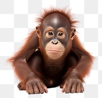 PNG Orangutan wildlife mammal monkey. AI generated Image by rawpixel.