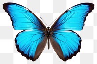 PNG Butterfly animal insect invertebrate. 