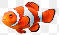 PNG Fish animal white background pomacentridae. 