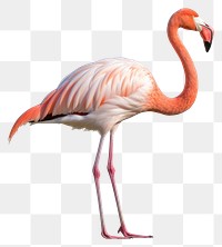 PNG Flamingo animal bird beak. 