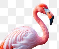 PNG Flamingo animal bird beak. 