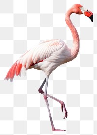 PNG Flamingo animal bird beak. 