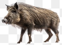 PNG Wildlife mammal animal boar. 