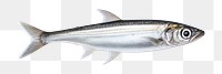 PNG Seafood sardine animal fish. 