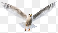 PNG Seagull animal flying bird. AI generated Image by rawpixel.