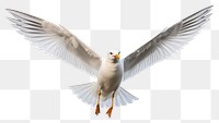 PNG Seagull animal flying bird. 