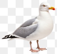 PNG Seagull animal beak bird. 