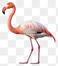 PNG Flamingo standing animal bird. AI generated Image by rawpixel.