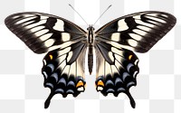 PNG Butterfly animal insect invertebrate. 