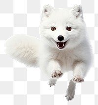 PNG Arctic fox jumping wildlife mammal animal. 