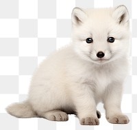 PNG Baby arctic fox wildlife mammal animal. 