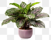 PNG Flower plant leaf houseplant. 