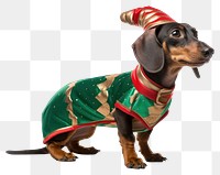 PNG Dachshund animal mammal hound. 