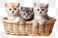 PNG Kitten mammal animal basket. AI generated Image by rawpixel.