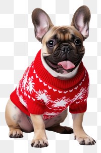 PNG Bulldog christmas sweater mammal. 