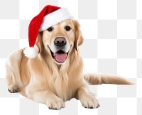 PNG Retriever christmas mammal animal. 