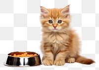 PNG Food cat kitten mammal animal. 