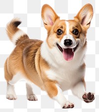 PNG Mammal animal dog pet. AI generated Image by rawpixel.
