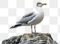 PNG Seagull animal bird beak. AI generated Image by rawpixel.