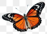 PNG Butterfly animal insect invertebrate