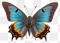 PNG Butterfly animal insect moth. 