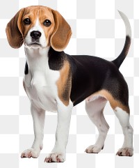 PNG Beagle animal mammal hound. 