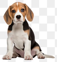 PNG Beagle animal mammal hound. 