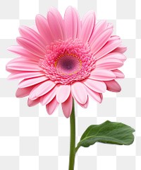 PNG Flower dahlia petal daisy. AI generated Image by rawpixel.