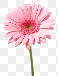 PNG Flower blossom petal daisy. 