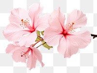 PNG Flower hibiscus blossom petal. 