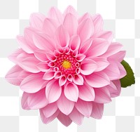 PNG Flower dahlia plant pink. AI generated Image by rawpixel.