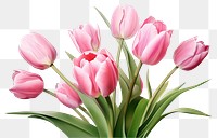 PNG Flower tulip blossom plant. AI generated Image by rawpixel.