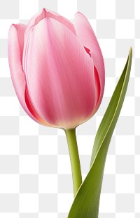 PNG Tulip blossom flower plant. AI generated Image by rawpixel.