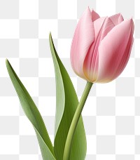 PNG Tulip blossom flower plant. 