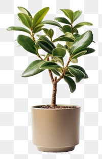 PNG Plant bonsai leaf tree. AI generated Image by rawpixel.