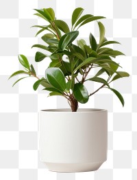 PNG Plant bonsai leaf vase. 