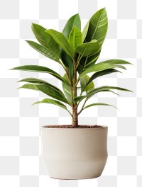 PNG Plant leaf transparent background potted plant. 