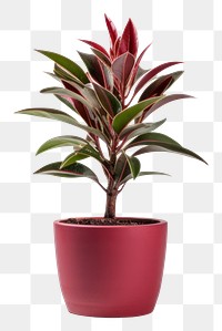 PNG Plant flower leaf pot. 