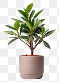 PNG Plant bonsai leaf vase. AI generated Image by rawpixel.