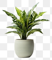 PNG Plant vase leaf pot. 