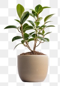 PNG Plant bonsai leaf tree. 