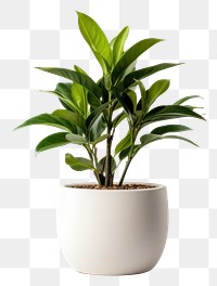 PNG Plant leaf vase transparent background. 